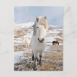 Carte Postale Cheval islandais blanc, Islande