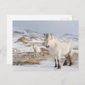 Carte Postale Cheval islandais | Blonduos, Islande (Devant / Derrière)
