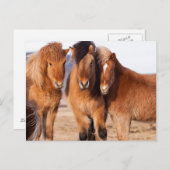 Carte Postale Cheval islandais en hiver (Devant / Derrière)