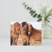 Carte Postale Cheval islandais en hiver (Debout devant)