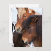 Carte Postale Cheval islandais en hiver en Islande (Devant / Derrière)