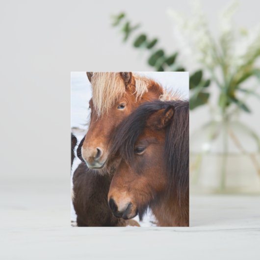 Carte Postale Cheval islandais en hiver en Islande (Debout devant)