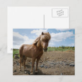 Carte Postale Cheval islandais II (Devant / Derrière)