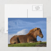 Carte Postale Cheval islandais reposant et ciel (Devant / Derrière)