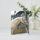 Carte Postale Cheval jaune (Debout devant)