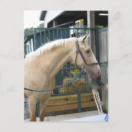 Carte Postale Cheval jaune (Devant)