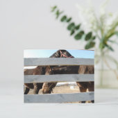 Carte Postale Cheval Jouer Corne (Debout devant)