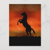 Carte Postale Cheval Libre Au Coucher De Soleil (Devant)