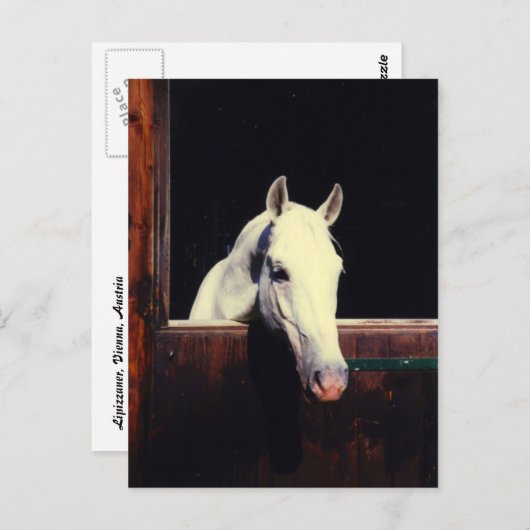 Carte Postale Cheval Lipizzan (Devant / Derrière)