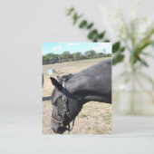 Carte Postale Cheval Lover (Debout devant)