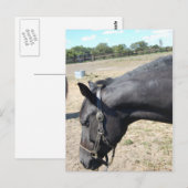 Carte Postale Cheval Lover (Devant / Derrière)
