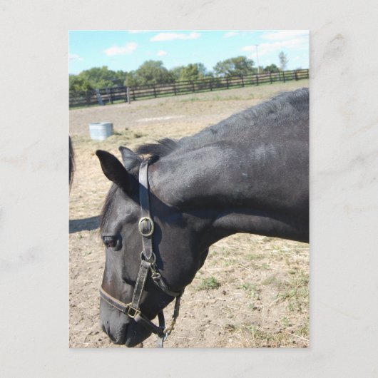 Carte Postale Cheval Lover (Devant)