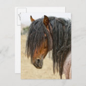 Carte Postale Cheval Mane (Devant / Derrière)