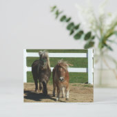 Carte Postale Cheval miniature adorable (Debout devant)