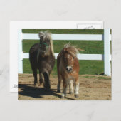 Carte Postale Cheval miniature adorable (Devant / Derrière)