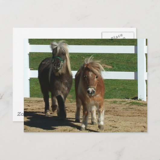 Carte Postale Cheval miniature adorable (Devant / Derrière)