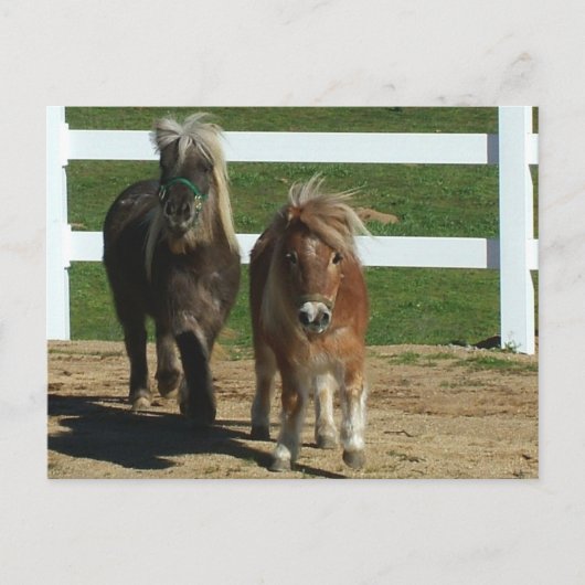 Carte Postale Cheval miniature adorable (Devant)