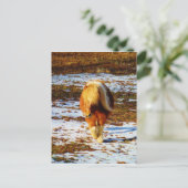 Carte Postale Cheval miniature Brown et crème dans la neige. (Debout devant)