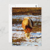 Carte Postale Cheval miniature Brown et crème dans la neige. (Devant / Derrière)
