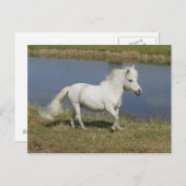 Carte Postale Cheval Miniature Courant Près De L'Eau (Devant / Derrière)