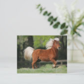 Carte Postale Cheval miniature debout (Debout devant)