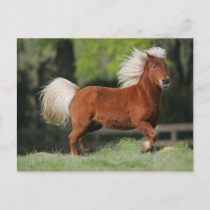 Carte Postale Cheval miniature debout