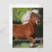 Carte Postale Cheval miniature debout (Devant / Derrière)