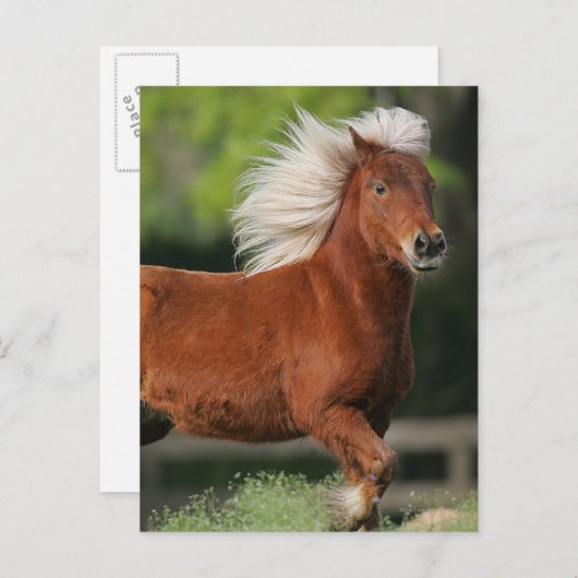Carte Postale Cheval miniature debout (Devant / Derrière)