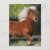 Carte Postale Cheval miniature debout (Devant)