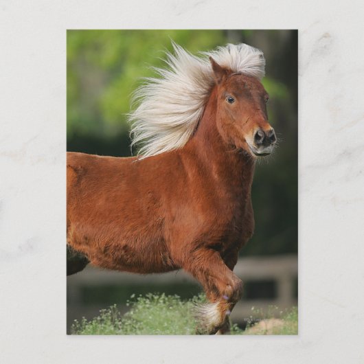 Carte Postale Cheval miniature debout (Devant)