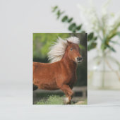 Carte Postale Cheval miniature debout (Debout devant)