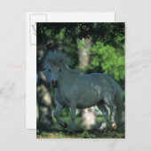 Carte Postale Cheval miniature debout dans les arbres (Devant / Derrière)