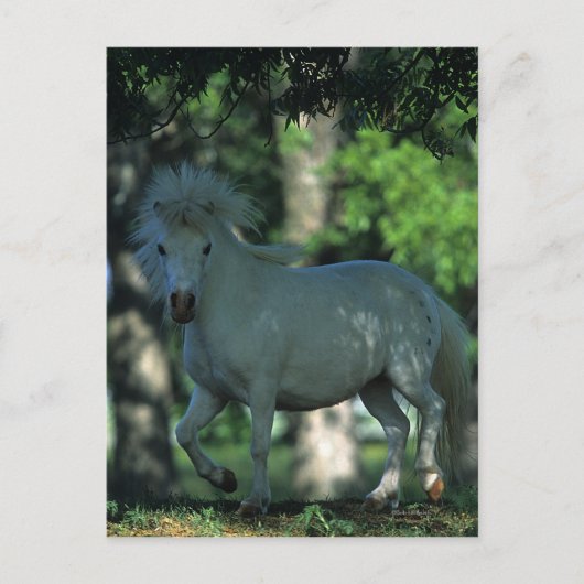 Carte Postale Cheval miniature debout dans les arbres (Devant)