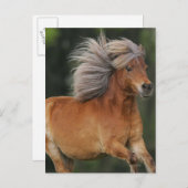 Carte Postale Cheval Miniature En Course (Devant / Derrière)