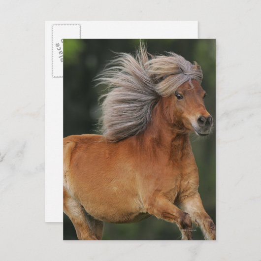 Carte Postale Cheval Miniature En Course (Devant / Derrière)