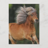 Carte Postale Cheval Miniature En Course (Devant)