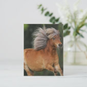 Carte Postale Cheval Miniature En Course (Debout devant)