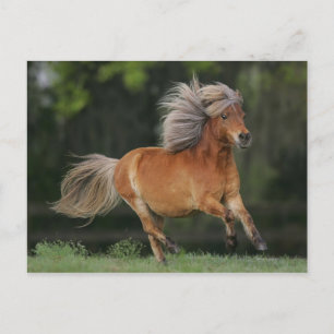 Carte Postale Cheval Miniature En Course
