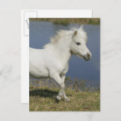 Carte Postale Cheval miniature fonctionnant près de l'eau (Devant / Derrière)