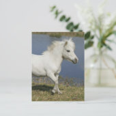 Carte Postale Cheval miniature fonctionnant près de l'eau (Debout devant)