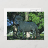 Carte Postale Cheval miniature se tenant dans les arbres (Devant / Derrière)