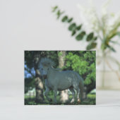 Carte Postale Cheval miniature se tenant dans les arbres (Debout devant)