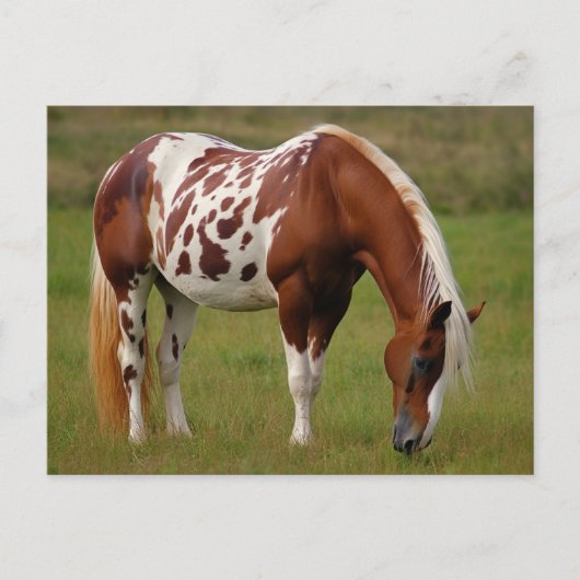 Carte Postale Cheval Mustang Pinto grassouillet (Devant)