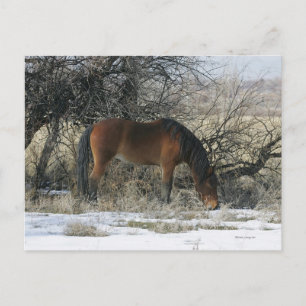 Carte Postale Cheval Mustang sauvage dans la neige 1