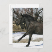 Carte Postale Cheval Mustang sauvage dans la neige 2 (Devant / Derrière)