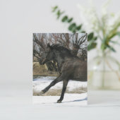 Carte Postale Cheval Mustang sauvage dans la neige 2 (Debout devant)