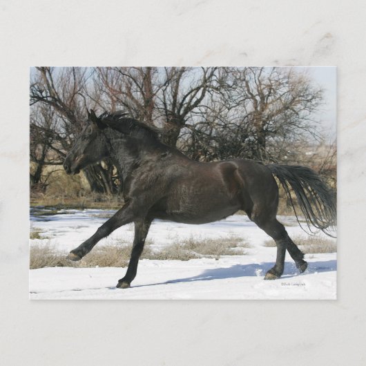 Carte Postale Cheval Mustang sauvage dans la neige 2 (Devant)