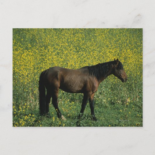 Carte Postale Cheval Mustang sauvage debout en fleurs (Devant)