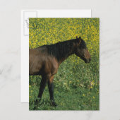 Carte Postale Cheval Mustang sauvage debout en fleurs (Devant / Derrière)