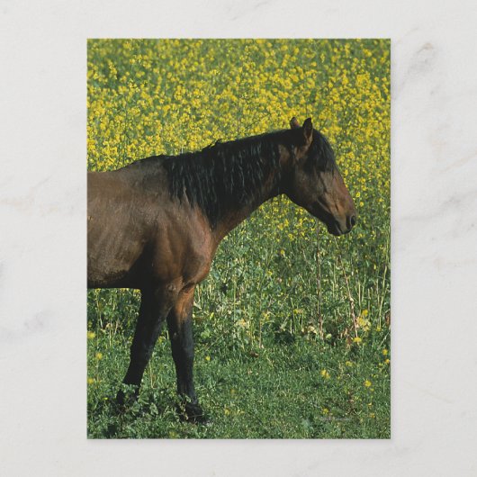 Carte Postale Cheval Mustang sauvage debout en fleurs (Devant)